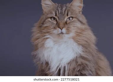 hairy pussycat|Hairy Bush Images – Browse 2,409,140 Stock Photos, Vectors, .